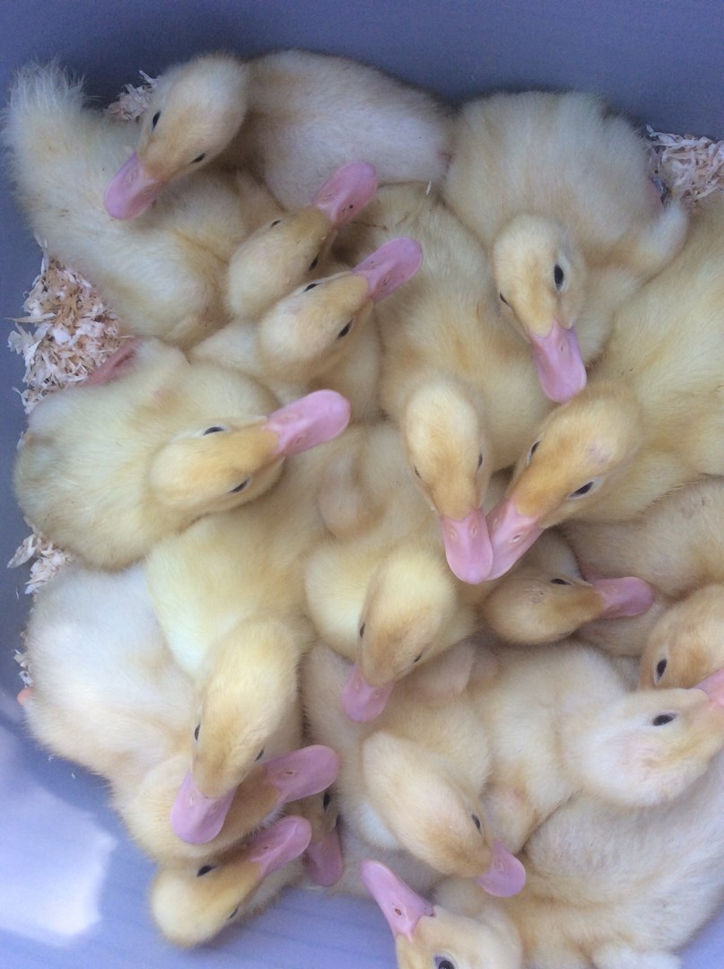 Ducklings At Newport - Newport Public School